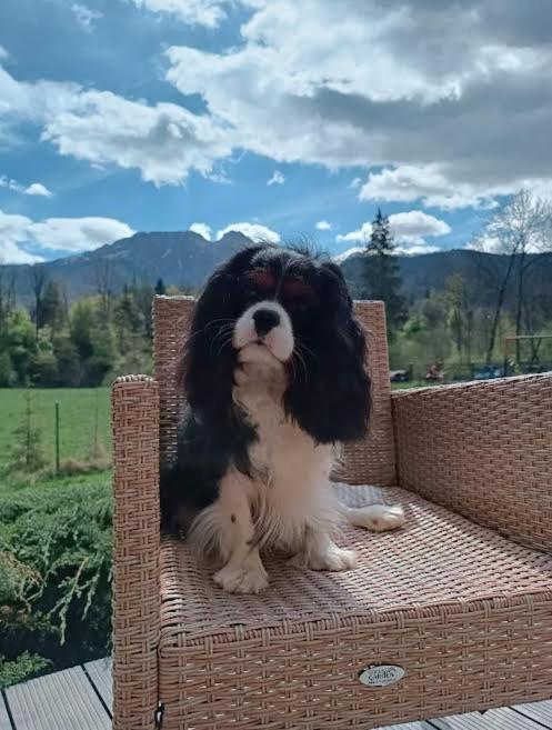 Willa W Dolinie Cichej Wody Zakopane Eksteriør bilde